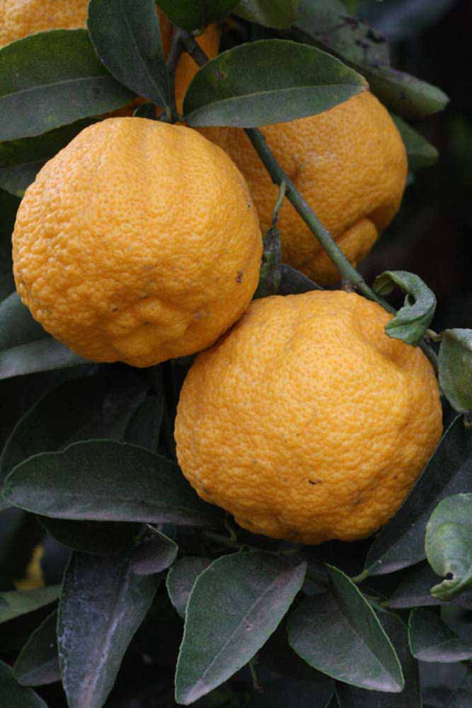            Fruit (South African, Riverside, CA)   